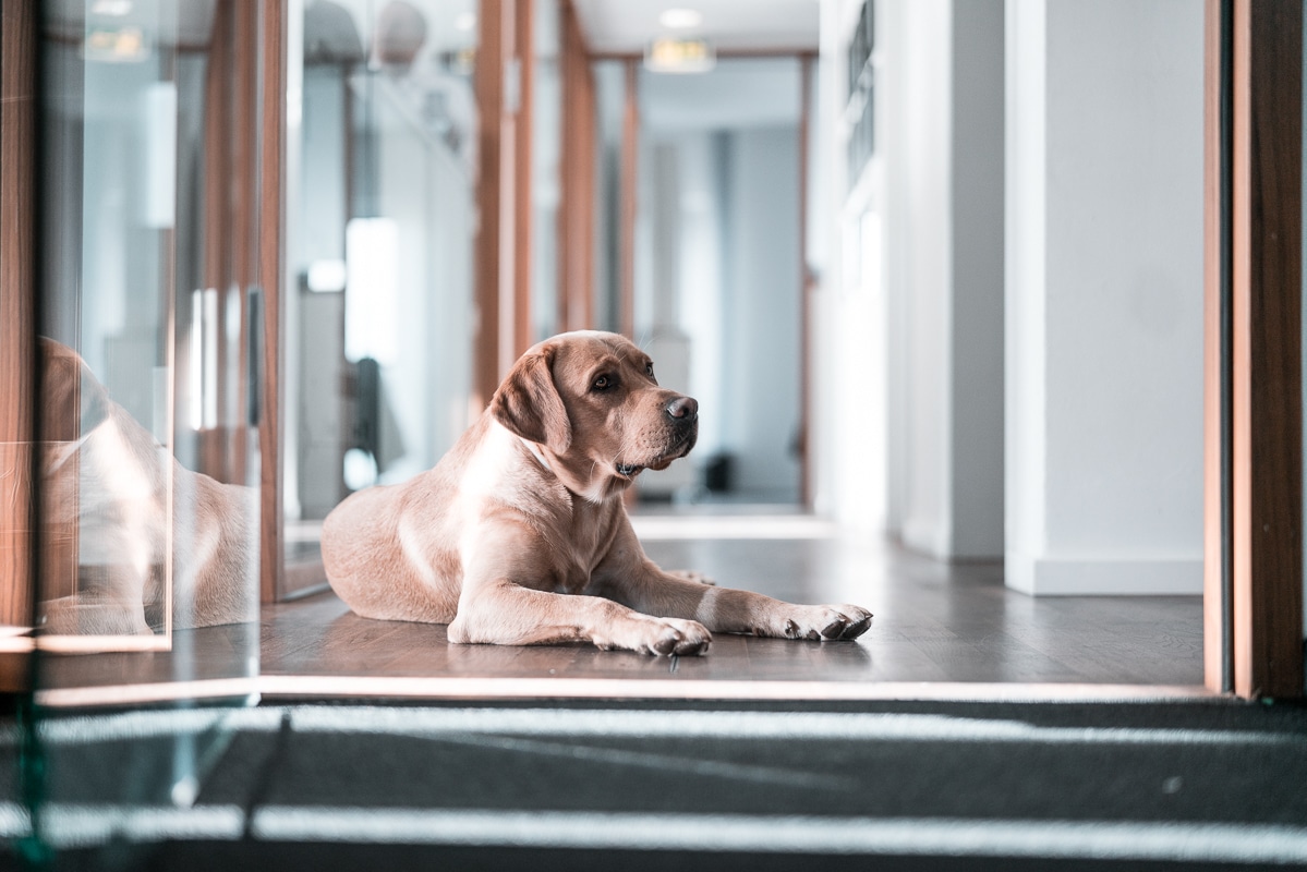 Bürohund Amadeus in der Unternehmensberatung IBP