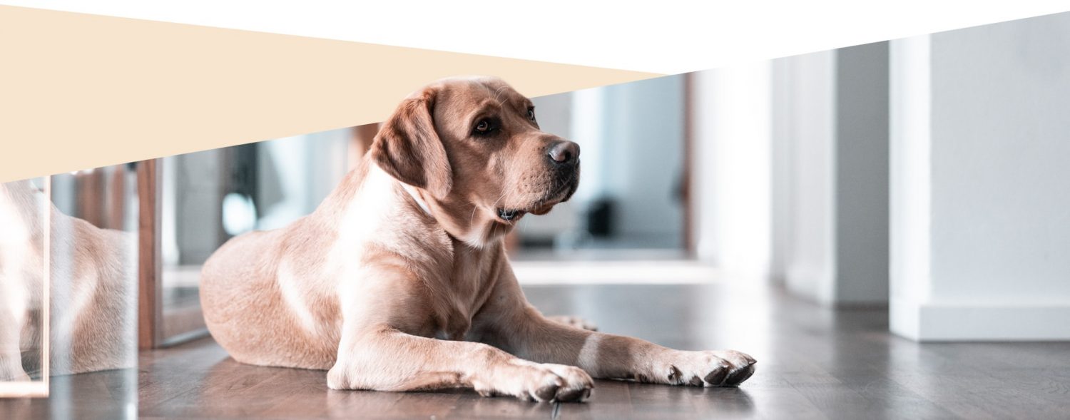 Hund in der Beratung in München